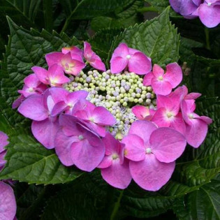 Hortensja ogrodowa Fasan Hydrangea macrophylla 2