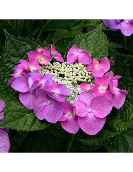 Fasan Hydrangea macrophylla Hortensja ogrodowa