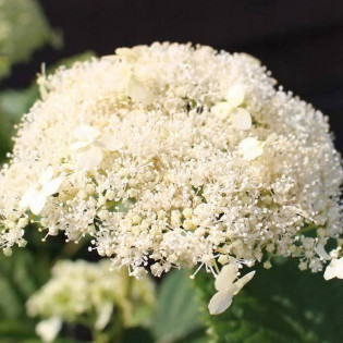 Hortensja drzewiasta Hydrangea arborescens WHITE DOME Dardom 2