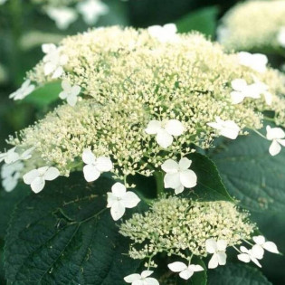 Hortensja drzewiasta Hydrangea arborescens WHITE DOME Dardom