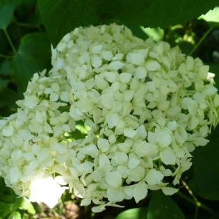 Sterilis Hydrangea arborescens Hortensja krzewiasta 2