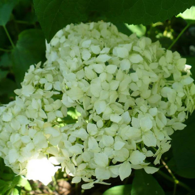 Hortensja krzewiasta Sterilis Hydrangea arborescens