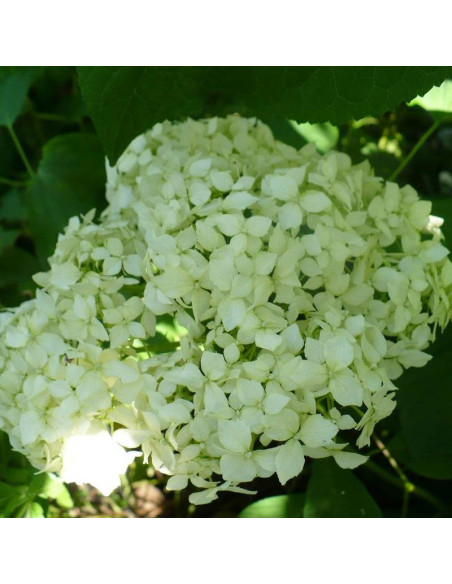 Hortensja krzewiasta Sterilis Hydrangea arborescens