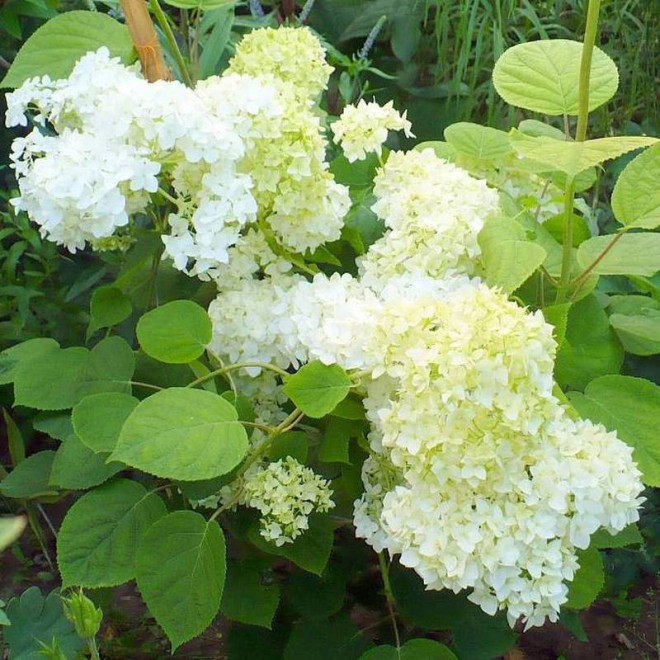 Sterilis Hydrangea arborescens Hortensja krzewiasta