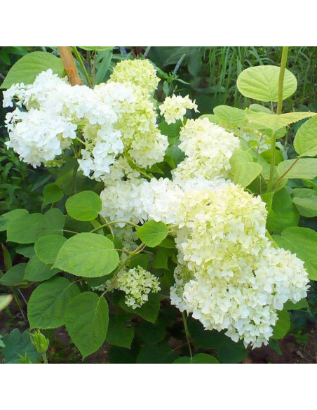 Sterilis Hydrangea arborescens Hortensja krzewiasta