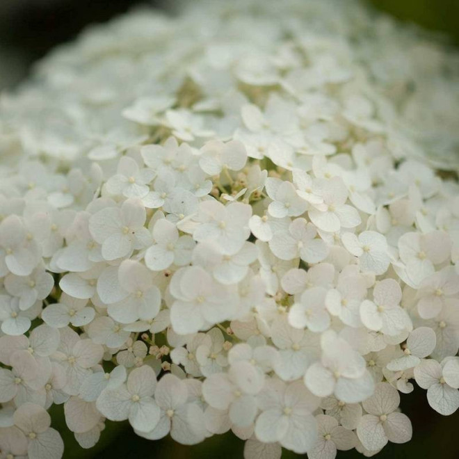 Hortensja krzewiasta arborescens Sterilis Hydrangea