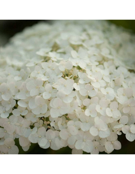 Hortensja krzewiasta arborescens Sterilis Hydrangea