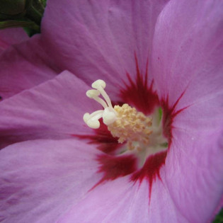Woodbridge Hibiscus syriacus Ketmia syryjska