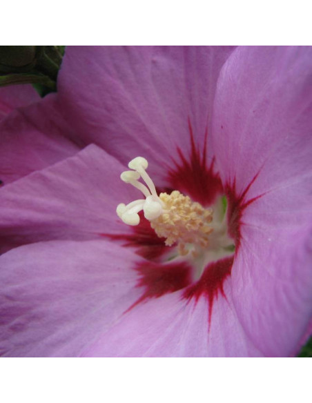 Woodbridge Hibiscus syriacus Ketmia syryjska