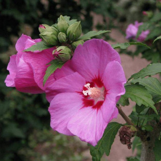 Woodbridge Hibiscus syriacus Ketmia syryjska 2