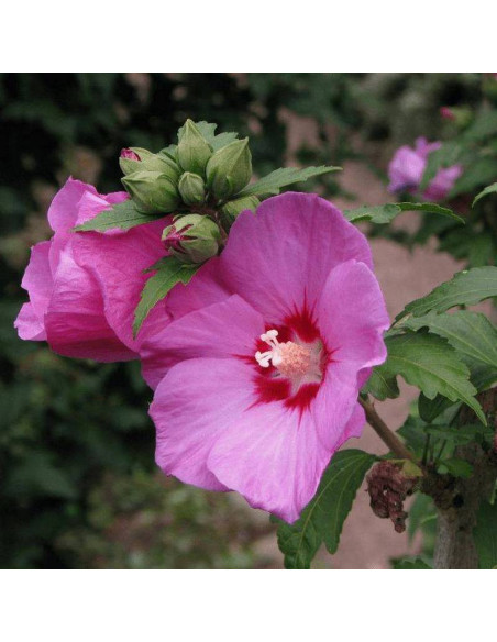 Ketmia syryjska Woodbridge Hibiscus syriacus