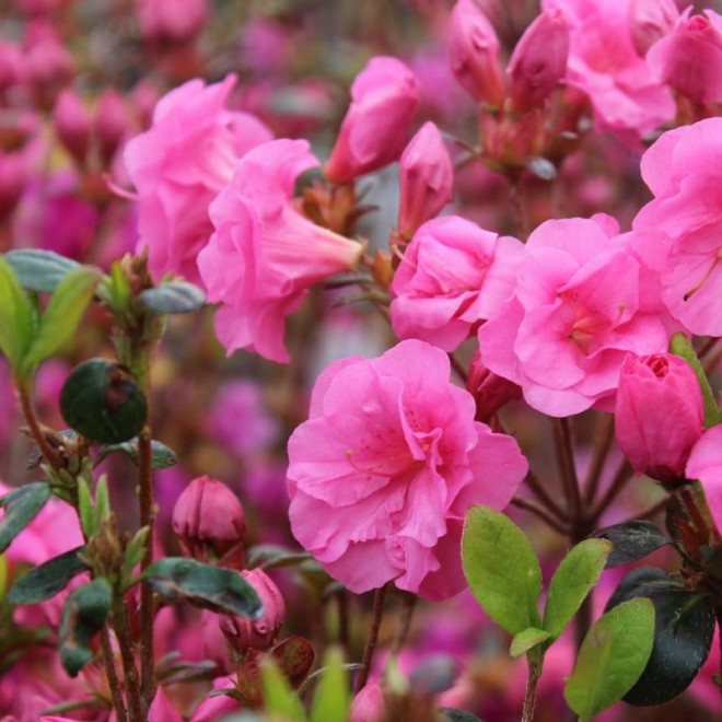 Azalia japońska Babuschka PBR Rhododendron obtusum - Szkółka Florela