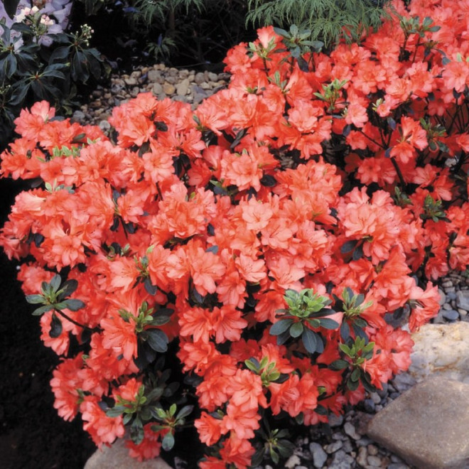 Azalia japońska Geisha Orange Rhododendron obtusum