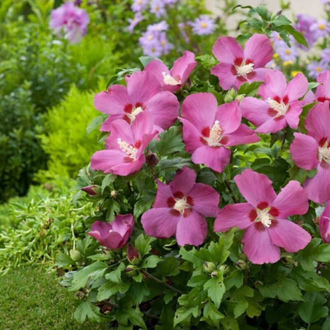 Ketmia syryjska Hibiscus syriacus Woodbridge