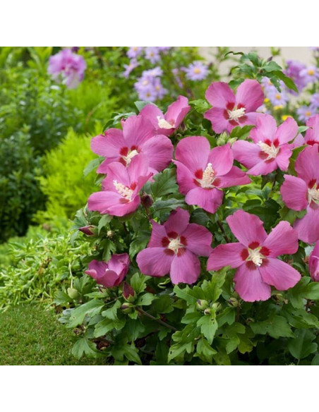 Ketmia syryjska Hibiscus syriacus Woodbridge