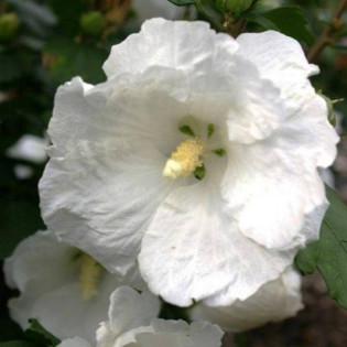 Ketmia syryjska William R. Smith Hibiscus syriacus