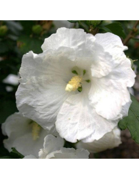 Ketmia syryjska William R. Smith Hibiscus syriacus