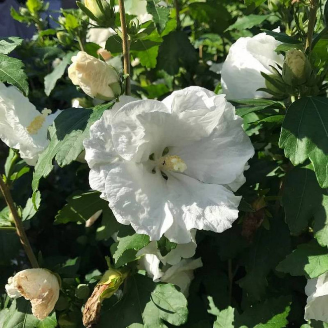 Ketmia syryjska Hibiscus syriacus William R. Smith