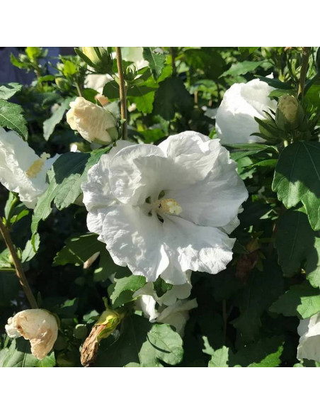 Ketmia syryjska Hibiscus syriacus William R. Smith