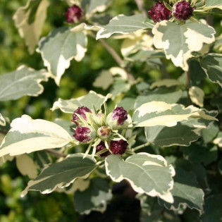 Ketmia syryjska Purpureus Variegatus Hibiscus syriacus