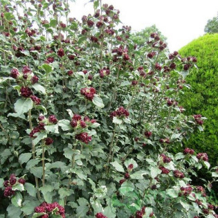 Ketmia syryjska Purpureus Variegatus Hibiscus syriacus 2