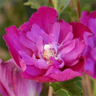 Ketmia syryjska PURPLE RUFFLES Sanchonyo Hibiscus syriacus