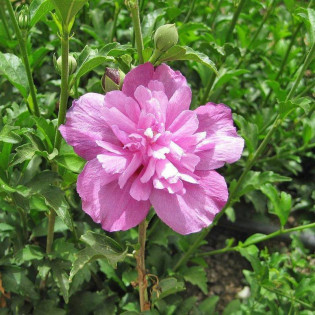 Ketmia syryjska PURPLE RUFFLES Sanchonyo Hibiscus syriacus 2