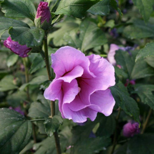 Ketmia syryjska Pink Flirt Hibiscus syriacus