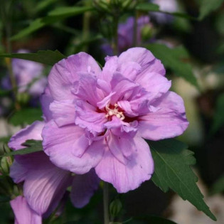Ketmia syryjska Pink Flirt Hibiscus syriacus 2