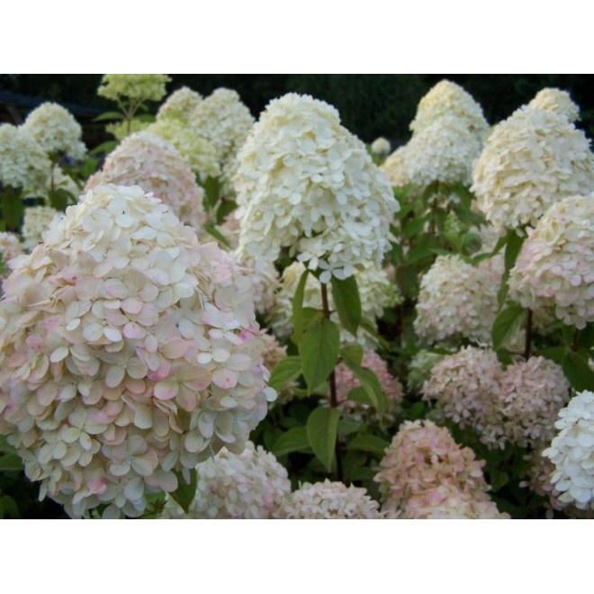 Hortensja bukietowa Phantom Hydrangea paniculata