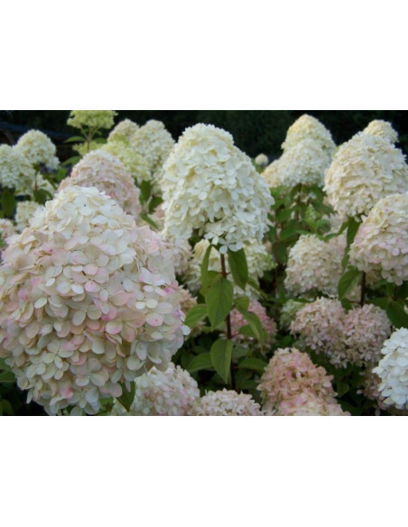 Hortensja bukietowa Phantom Hydrangea paniculata