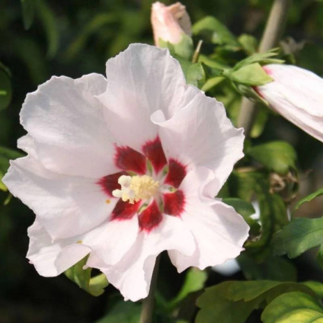 Ketmia syryjska Mathilde Hibiscus syriacus