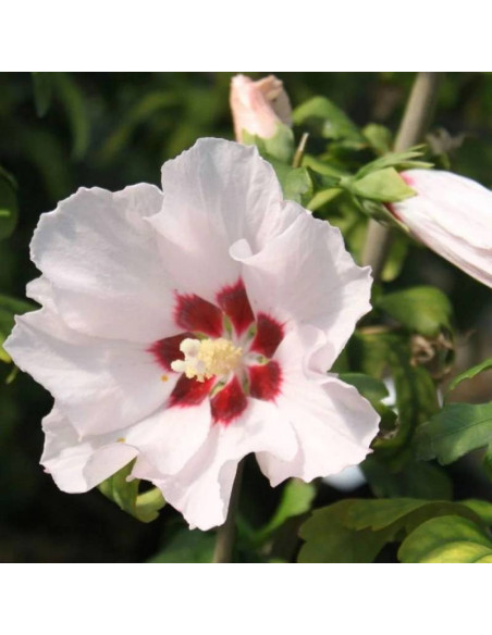 Ketmia syryjska Mathilde Hibiscus syriacus