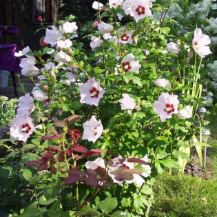 Mathilde Hibiscus syriacus Ketmia syryjska