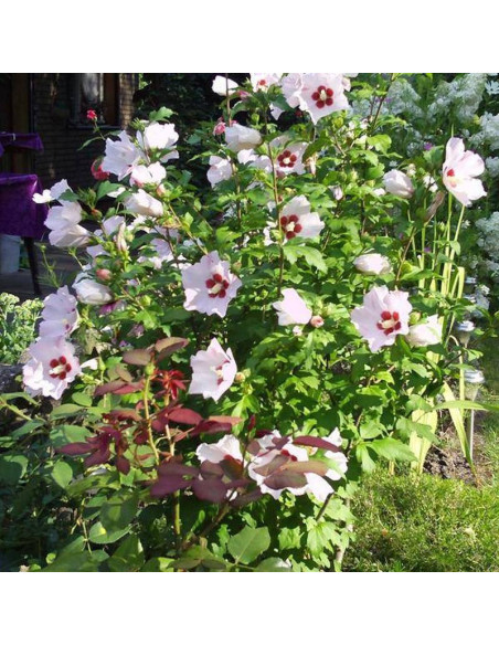 Mathilde Hibiscus syriacus Ketmia syryjska