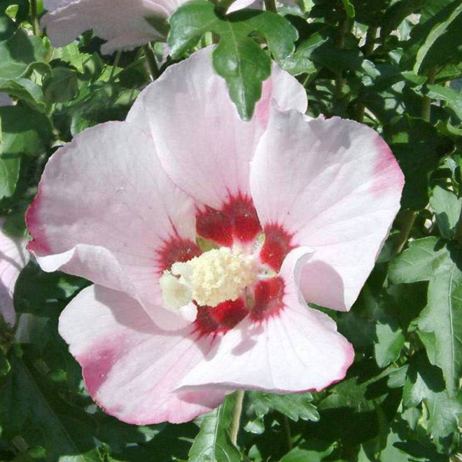 Ketmia syryjska Hibiscus syriacus Mathilde