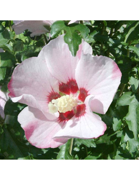 Ketmia syryjska Hibiscus syriacus Mathilde