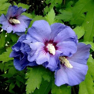 Ketmia syryjska Marina Hibiscus syriacus