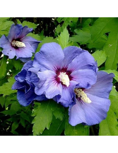 Ketmia syryjska Marina Hibiscus syriacus