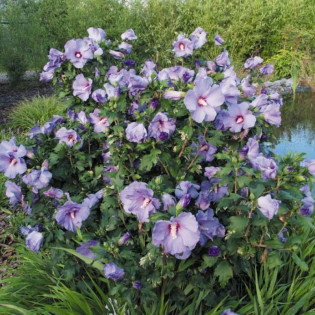Ketmia syryjska Marina Hibiscus syriacus 2