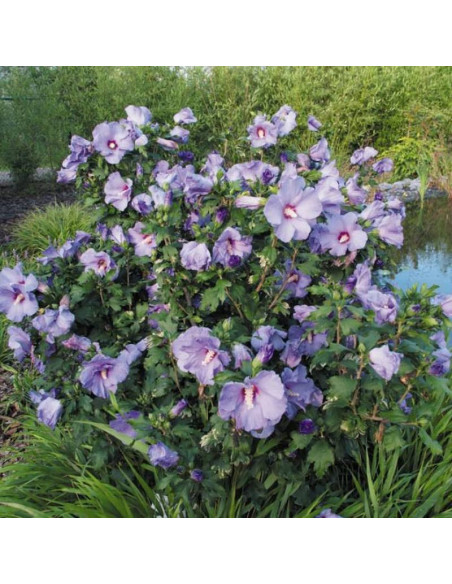 Marina Hibiscus syriacus Ketmia syryjska