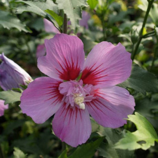 Ketmia syryjska Maike Hibiscus syriacus