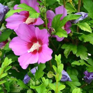 Ketmia syryjska Maike Hibiscus syriacus 2