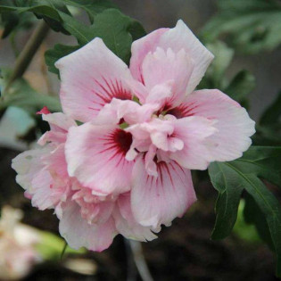 Ketmia syryjska Lady Stanley Hibiscus syriacus