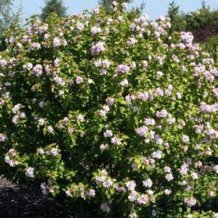 Ketmia syryjska Lady Stanley Hibiscus syriacus 2