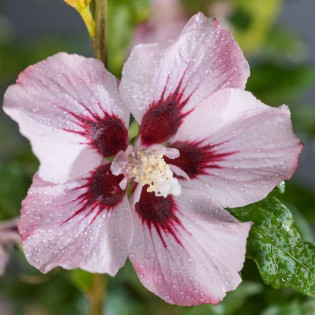 Hamabo Hibiscus syriacus Ketmia syryjska
