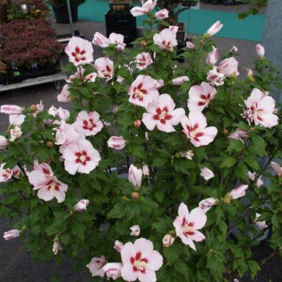 Hamabo Hibiscus syriacus Ketmia syryjska 2