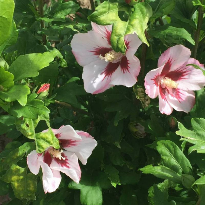 Ketmia syryjska Hibiscus syriacus Hamabo