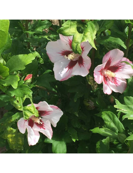 Ketmia syryjska Hibiscus syriacus Hamabo