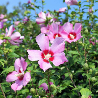 Ketmia syryjska Hibiscus syriacus